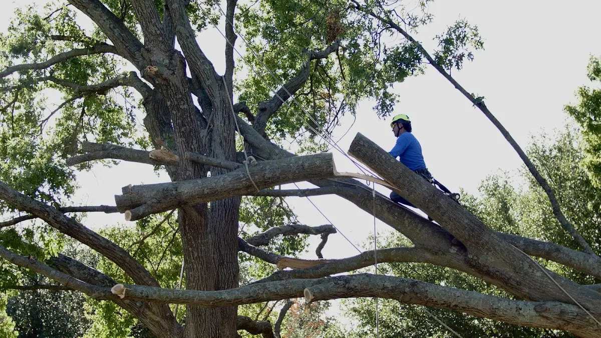 Professional Hazardous Tree Removal performed by certified arborists in Prairieville